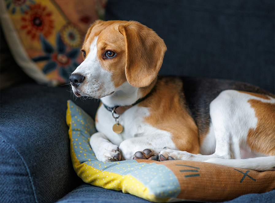 Dog lying on a colorful pet bed with a blue couch and decorative pillow in the background