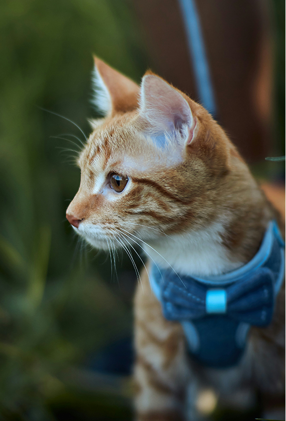 Orange tabby cat wearing a blue sweater with a blurred green background