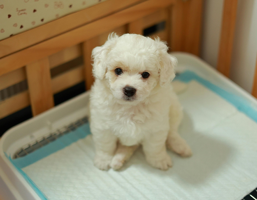 Small white dog sitting on a light blue mat inside a wooden crate with a polka dot patterned wall in the background.